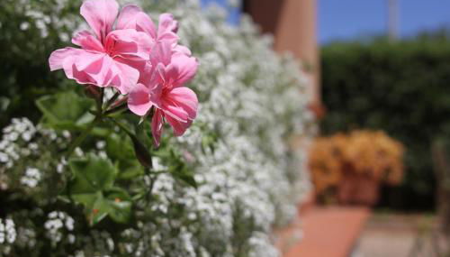 VILLA LEA - Foto 4, Garden