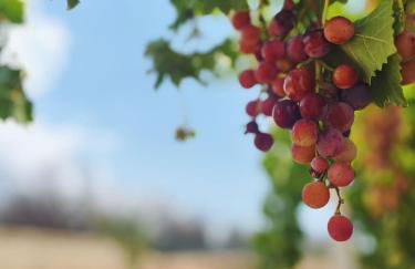 TORRE VECCHIA RELAIS - Foto 52