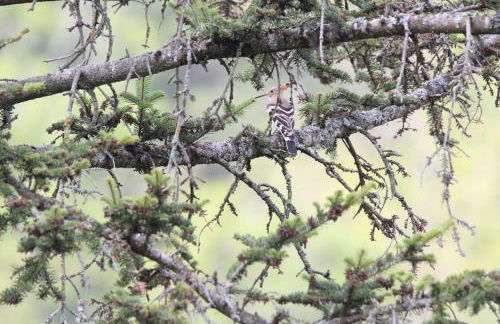 Le Ponton des Sympetrums - Foto 22