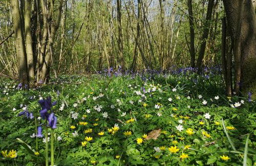 Birch Cottage with private wood fire hot tub - Foto 13