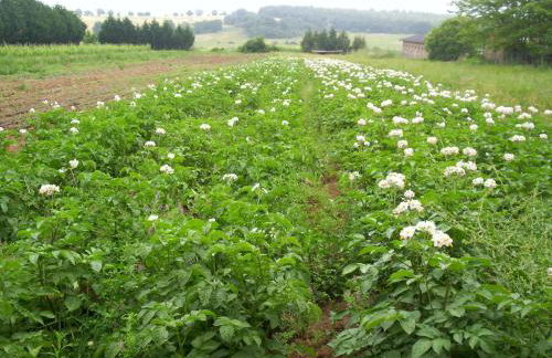 Biobagnolese Agriturismo - Foto 38