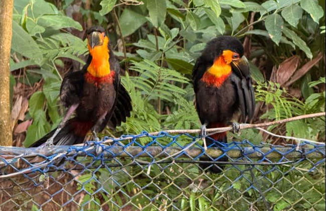 Morro Dois Irmãos Day Trip - Photo 5