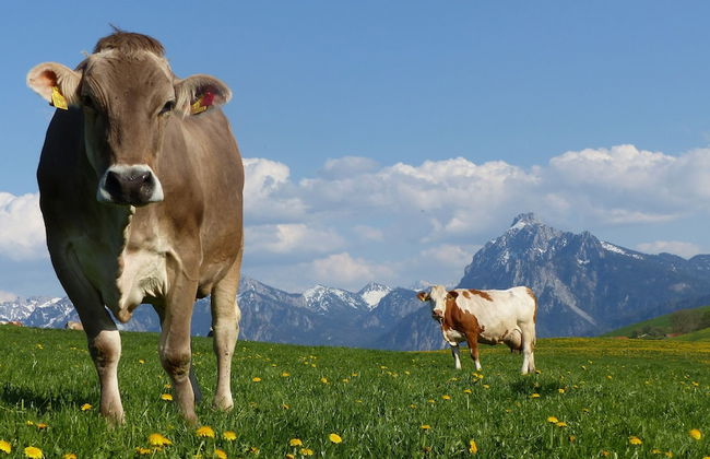 Spacious, Inviting Apartment Near Fussen in the Allgau Region in Bavaria - Foto 21