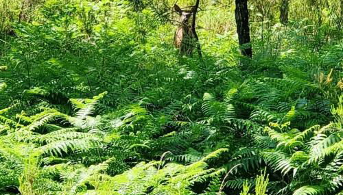 Mobile home avec terrasse et piscine. - Foto 5