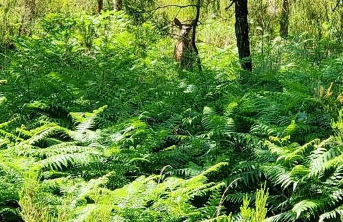 Mobile home avec terrasse et piscine. - Foto 5