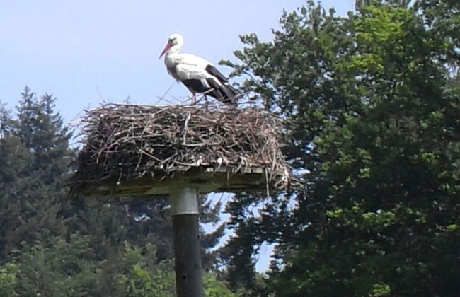 Villa Lake Constance View - Photo 19