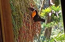 Cabana Jandaia - Foto 31