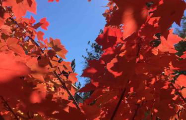 Spacious cozy chalet huge deck over seasonal creek - Foto 60