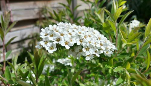 Ferienwohnungen Dirk Laurisch - Foto 4