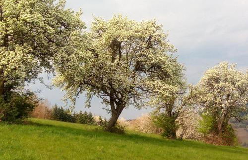 Haus am Römerstich - Foto 16