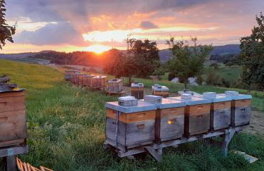 Ferienwohnung Zum Bienenstock - Photo 19