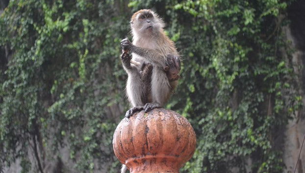 Explora las Cuevas de Batu - Excursión de medio día - Foto 4