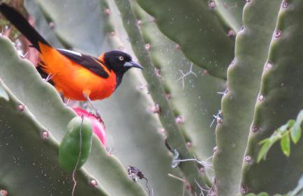 Oforasteiro - Foto 48