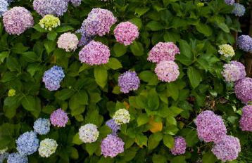 Posada Rolisas - Foto 11