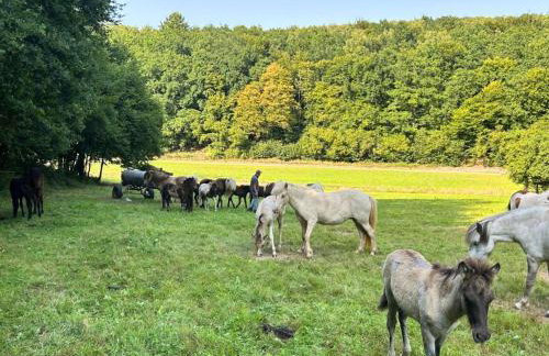 Ferienwohnung Hanfdell am Bostalsee, 90 qm, großer Balkon, barrierefrei & hundefreundlich - Photo 64
