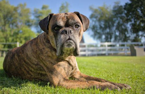 Friesenparadies FRI-Südliches Friesland - Foto 35