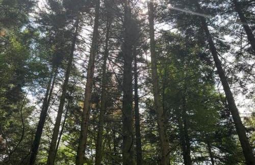 "La Botanique" Gîte de Charme dans un château de campagne & SPA - Foto 3
