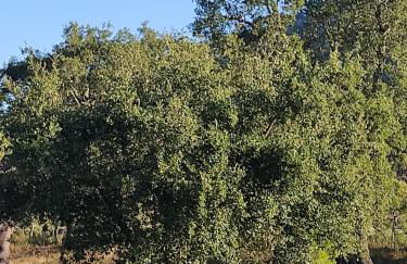 Herdade do Montinho - Foto 25