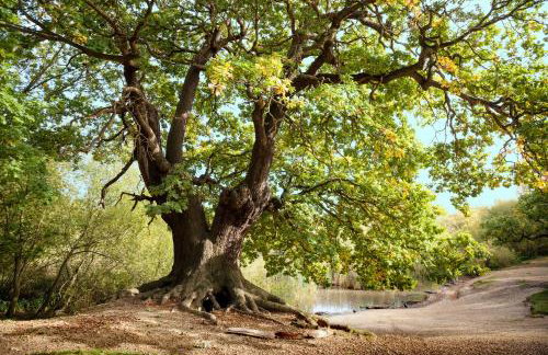 Modern Studio with parking in shared garden - Foto 19