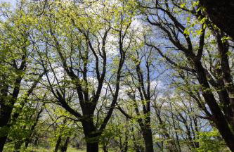 Hani Kastania - Chania retreat for families and groups for holidays and workshops - Foto 27