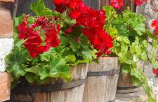 Ostoja Kamionki - Foto 6