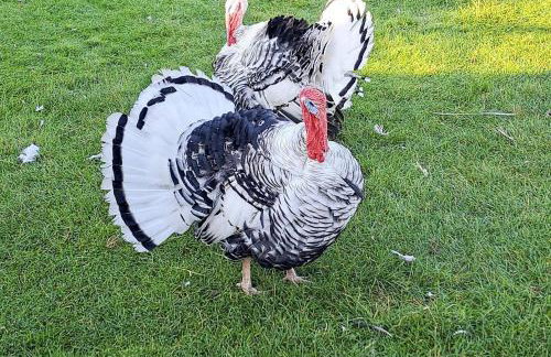 3 Bed in All Saints South Elmham oc-sfspw - Foto 20