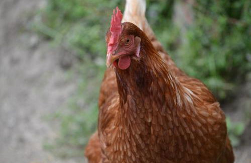 SCHETERERHOF - Foto 17