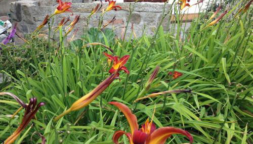 3 Sterne FH Fürstenwalde - Foto 2, Garden view