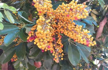 Il Lentischio holiday home - Foto 30