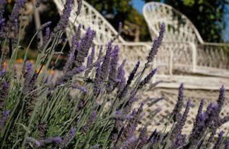 Finca Martina - Foto 36