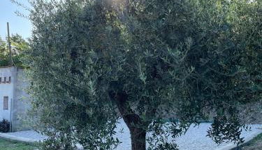 L'Uliveto X by Tiny Away - Foto 5, Garden view