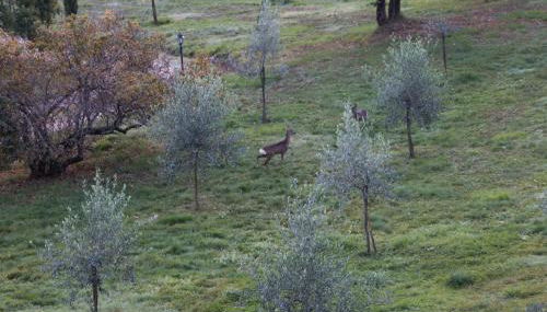 Podere Piandicava - Foto 3