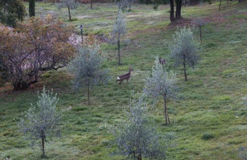 Podere Piandicava - Foto 3