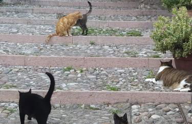 Appartamento La Scaletta - Foto 23