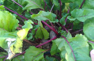 Sustainable Rural House La Lisa Dorada - Foto 30