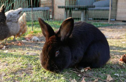 Baumgartnerhof - Foto 24