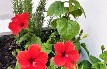 Cardeal Suites & Apartments - Foto 98