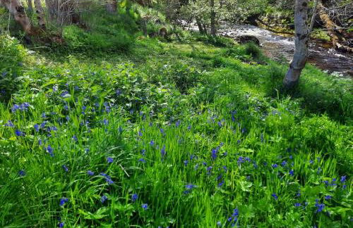 Highland River Cottage with Hot Tub - Foto 38