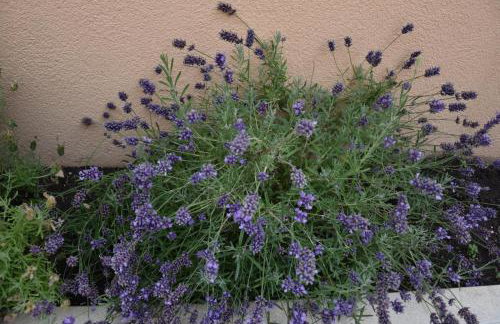 NEW Holliday House Ardura - Foto 25