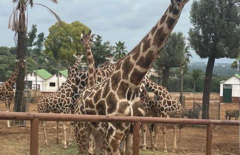 Villa Romina - Foto 11