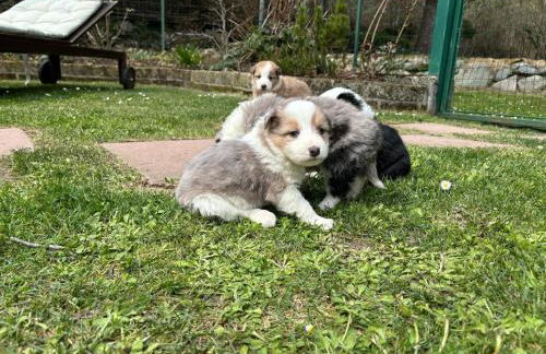 Ai Ciar - Casa Vacanze - Foto 13