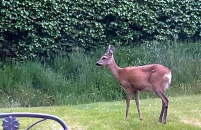 House Near Baltic Sea in Zingst With Terrace - Foto 11