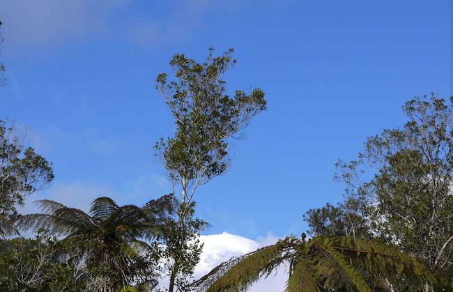 Franz Josef Treetops - Foto 29
