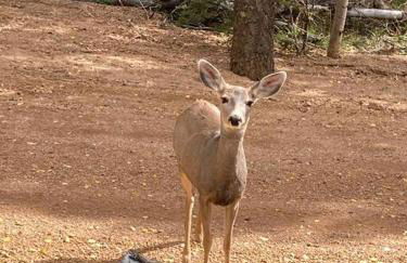 *Retreat GEM - Tranquil Acres* - Foto 32