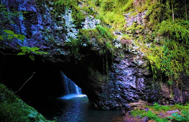 Escursione al Parco Nazionale Springbrook + Avvistamento di canguri - Foto 4