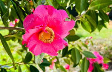 "NAUSICAA" Maison 6 personnes, 2 chambres, jardin clos, proche plage et forêt, chiens acceptés - Foto 7