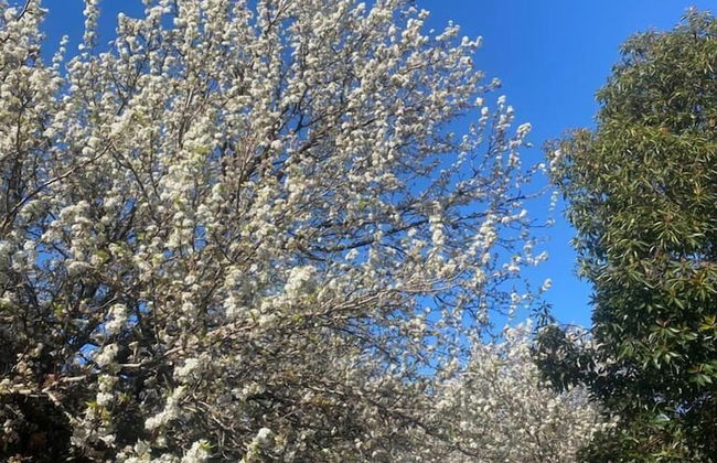 Mt Waverley Townhouses - Foto 32