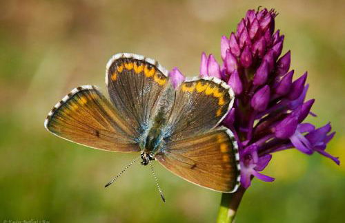 Apartamentos Fonda Finet - Foto 15