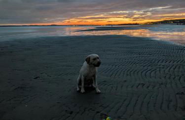 KINGHORN - Private Room, own entrance, ensuite, sunroom & Views - Foto 13