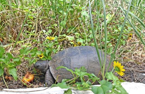 130 Direct Ocean Front 1 bedroom condo with heated pool - Foto 33